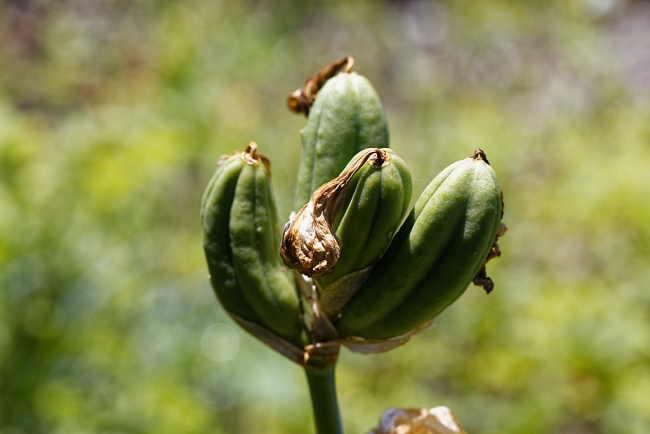 Jardin Botanique de la Bastide-014